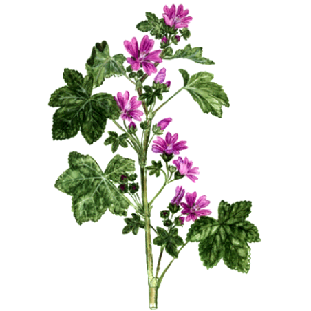 Mauve fleurs en gélules (Malva sylvestris)