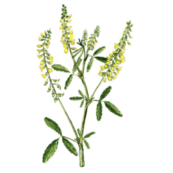 Mélilot officinal en gélules (Melilotus officinalis)