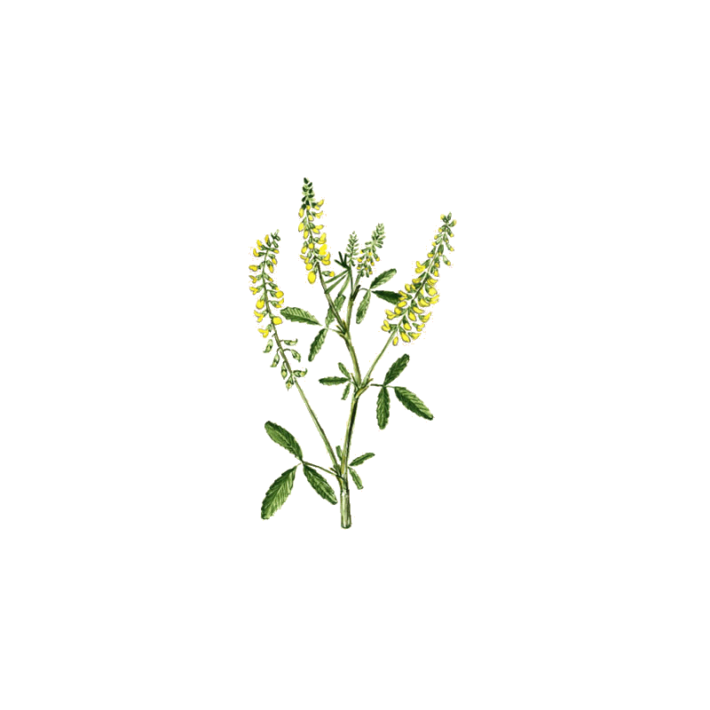 Mélilot officinal en gélules (Melilotus officinalis)