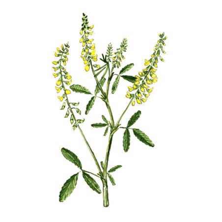 Mélilot officinal en gélules (Melilotus officinalis)