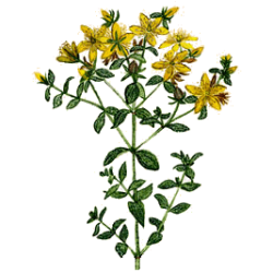 Millepertuis Bio en gélules (Hypericum perforatum)