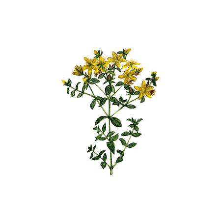 Millepertuis Bio en gélules (Hypericum perforatum)