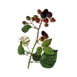 Mûrier (Ronce) en gélules (Morus nigra)