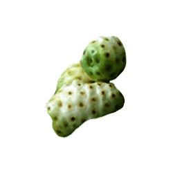 Noni Hawaïen fruits en gélules (Morinda citrifolia)
