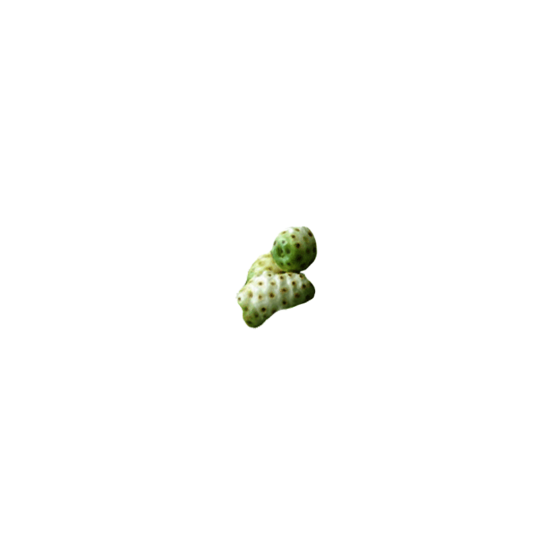 Noni Hawaïen fruits en gélules (Morinda citrifolia)