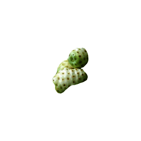 Noni Hawaïen fruits en gélules (Morinda citrifolia)