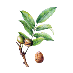 Noyer feuille en gélules (Juglans regia)