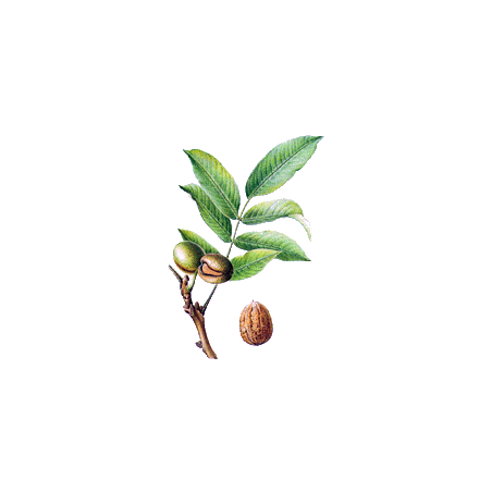 Noyer feuille en gélules (Juglans regia)