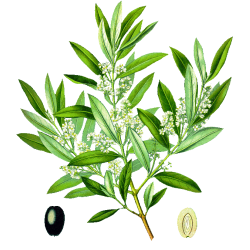 Olivier feuille Bio en gélules (Olea europaea)
