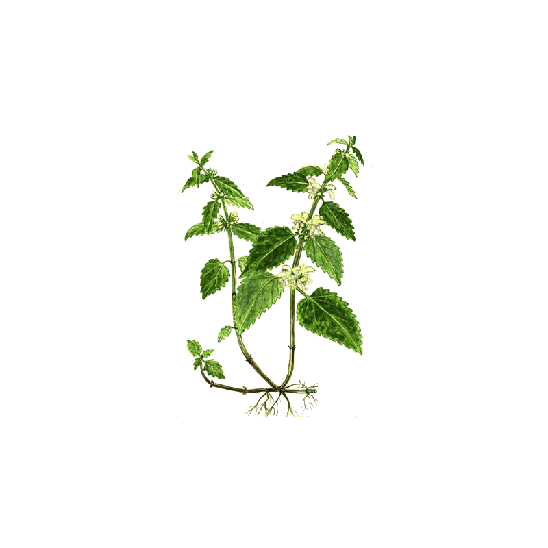 Ortie Blanche ou Lamier en gélules (Lamium album)