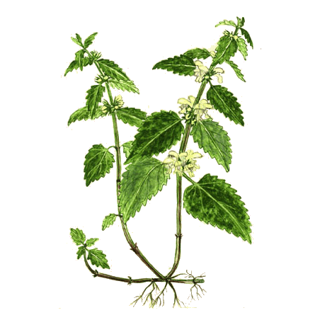 Ortie Blanche ou Lamier en gélules (Lamium album)