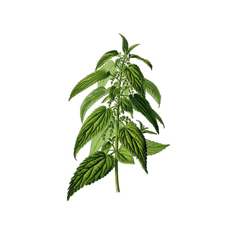Ortie Piquante feuille Bio en gélules (Urtica dioïca)