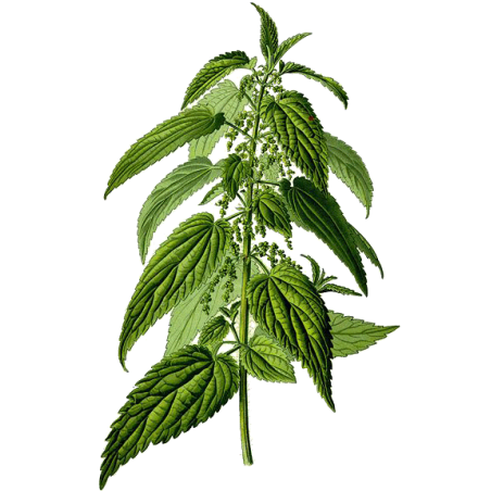 Ortie Piquante feuille Bio en gélules (Urtica dioïca)
