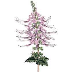Orthosiphon Bio en gélules (Orthosiphon stamineus)