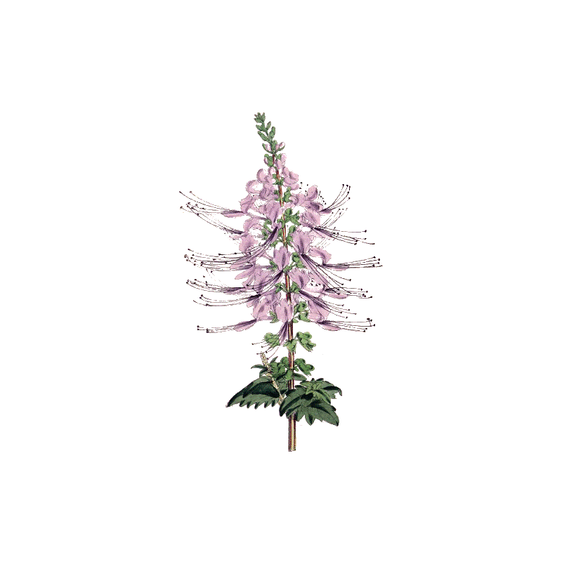 Orthosiphon en gélules (Orthosiphon stamineus)