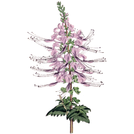Orthosiphon en gélules (Orthosiphon stamineus)