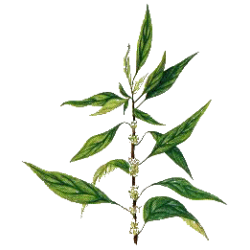 Pariétaire en gélules (Parietaria officinalis)