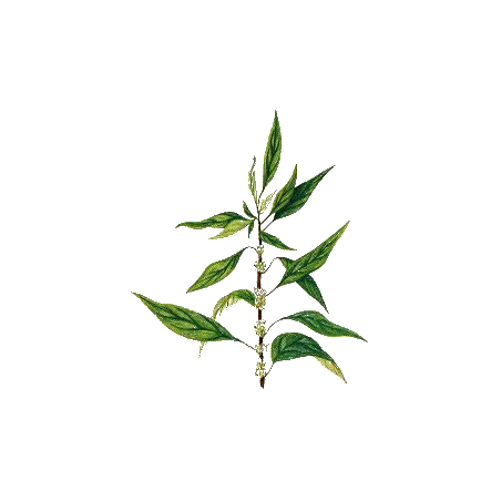 Pariétaire en gélules (Parietaria officinalis)