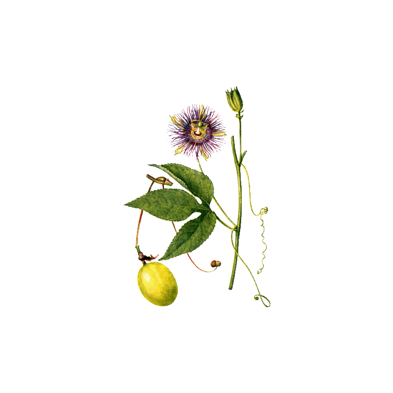 Passiflore bio en gélules (Passiflora incarnata)