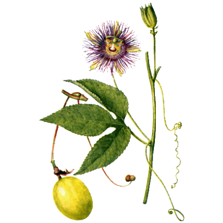 Passiflore bio en gélules (Passiflora incarnata)