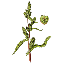 Patience racine en gélules (Rumex patienta)