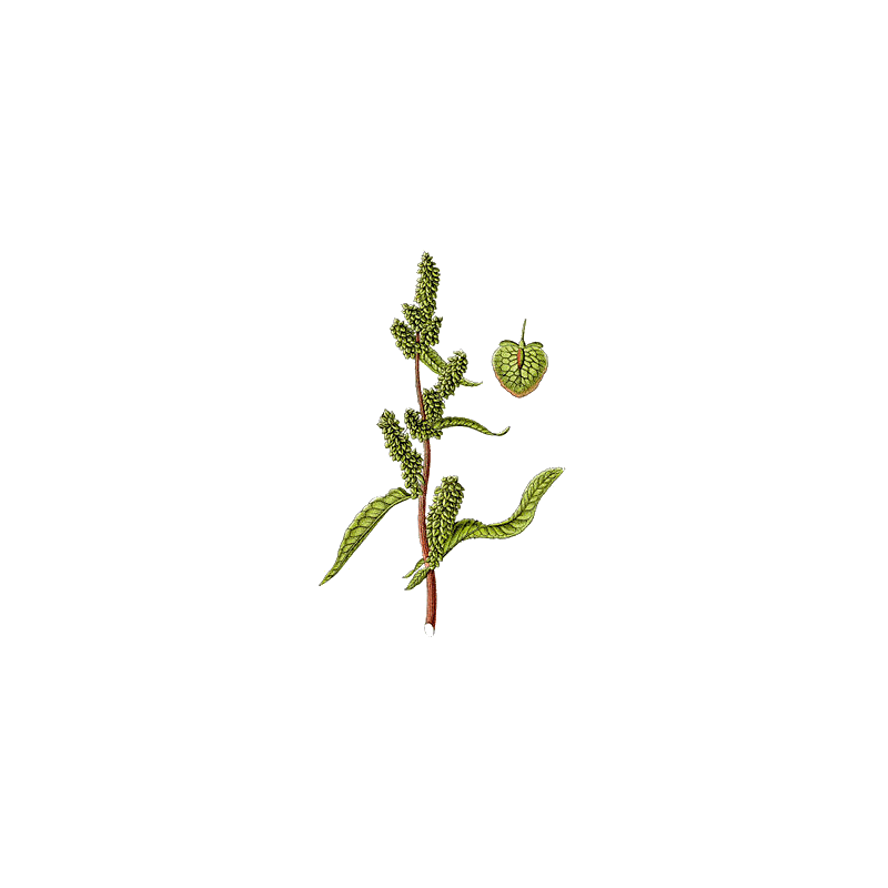 Patience racine en gélules (Rumex patienta)