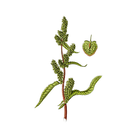 Patience racine en gélules (Rumex patienta)