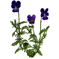 Pensée Sauvage Bio (Viola tricolor)