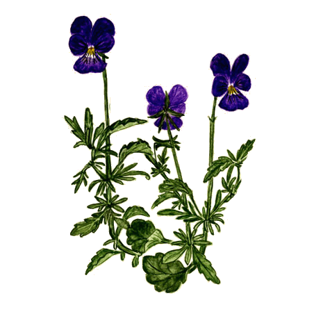Pensée Sauvage Bio (Viola tricolor)