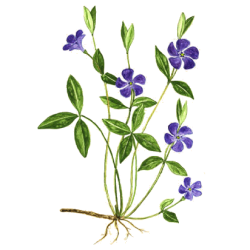 Petite Pervenche en gélules (Vinca minor)