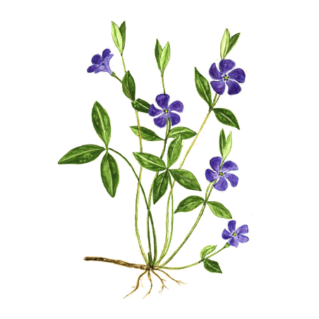 Petite Pervenche en gélules (Vinca minor)