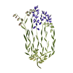 Polygala en gélules pour les bronches et poumons (Polygala tenuifolia)