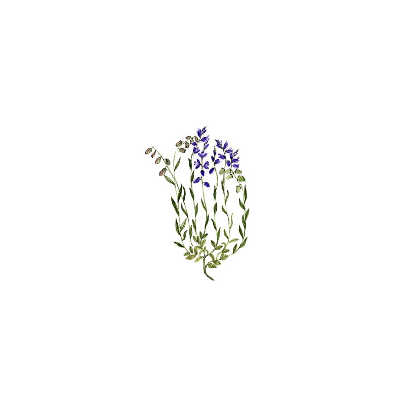 Polygala en gélules pour les bronches et poumons (Polygala tenuifolia)