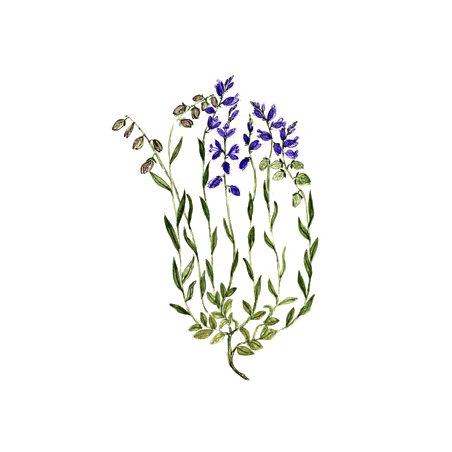 Polygala en gélules pour les bronches et poumons (Polygala tenuifolia)