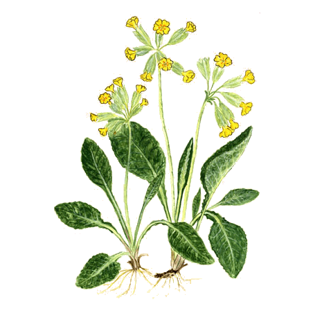 Primevère Officinale en gélules (Primula veris - "officinalis")