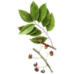 Pygeum Africanum en gélules (Prostate)