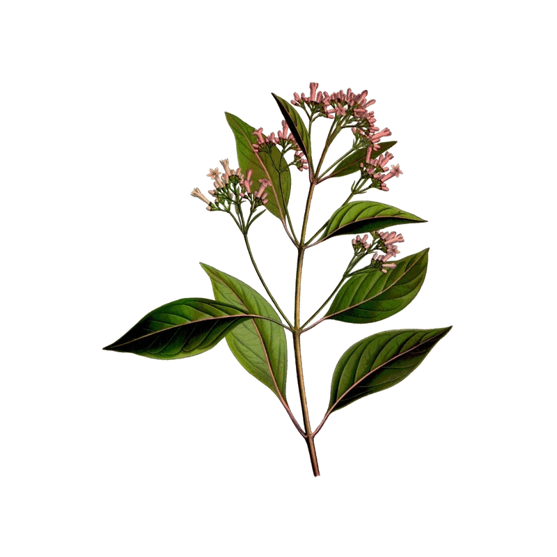 Quinquina écorce en gélules (Cinchona pubescens - "officinalis")