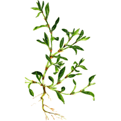 Renouée des Oiseaux en gélules Pullulan (Polygonum aviculare)