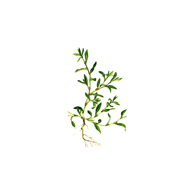 Renouée des Oiseaux en gélules Pullulan (Polygonum aviculare)