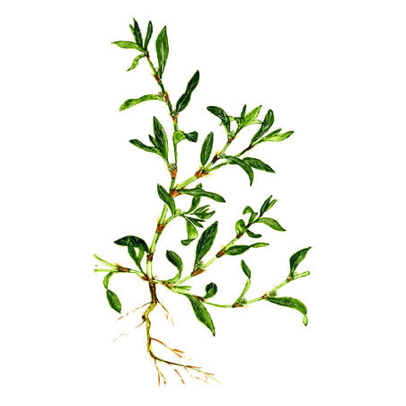 Renouée des Oiseaux en gélules Pullulan (Polygonum aviculare)