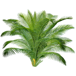 Sabal Serrulata (Palmier nain) extrait 24% Fatty acid (Serenoa repens) 