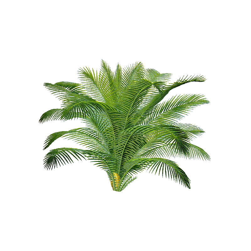 Sabal Serrulata (Palmier nain) extrait 24% Fatty acid (Serenoa repens) 