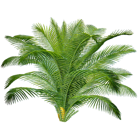 Sabal Serrulata (Palmier nain) extrait 24% Fatty acid (Serenoa repens) 