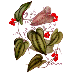 Salsepareille en gélules (Smilax officinalis medica)