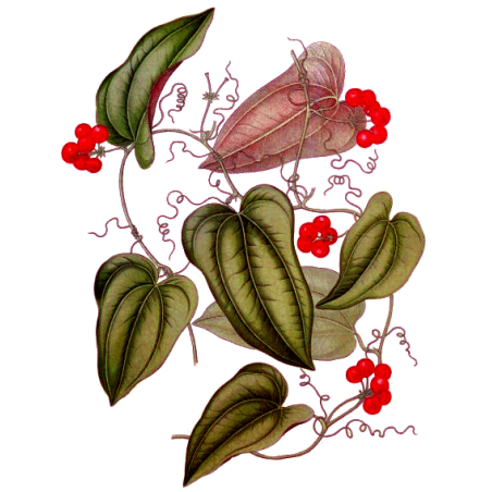 Salsepareille en gélules (Smilax officinalis medica)