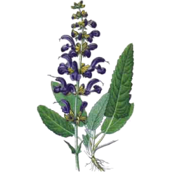 Sauge officinale bio en gélules (Salvia officinalis)