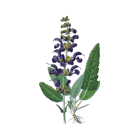 Sauge officinale bio en gélules (Salvia officinalis)