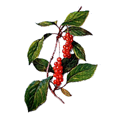 Baies de Schisandra en gélules (Schisandra chinensis)