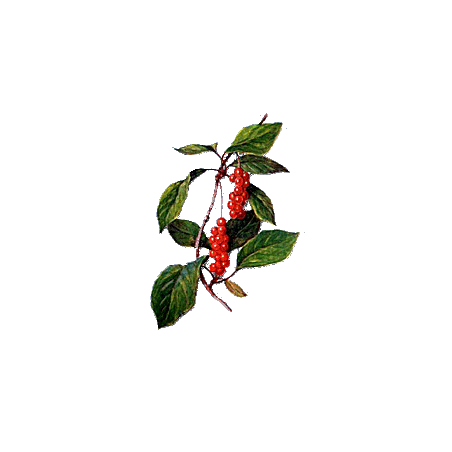 Baies de Schisandra en gélules (Schisandra chinensis)