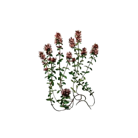 Thym de Provence BIO en gélules (Thymus vulgaris)